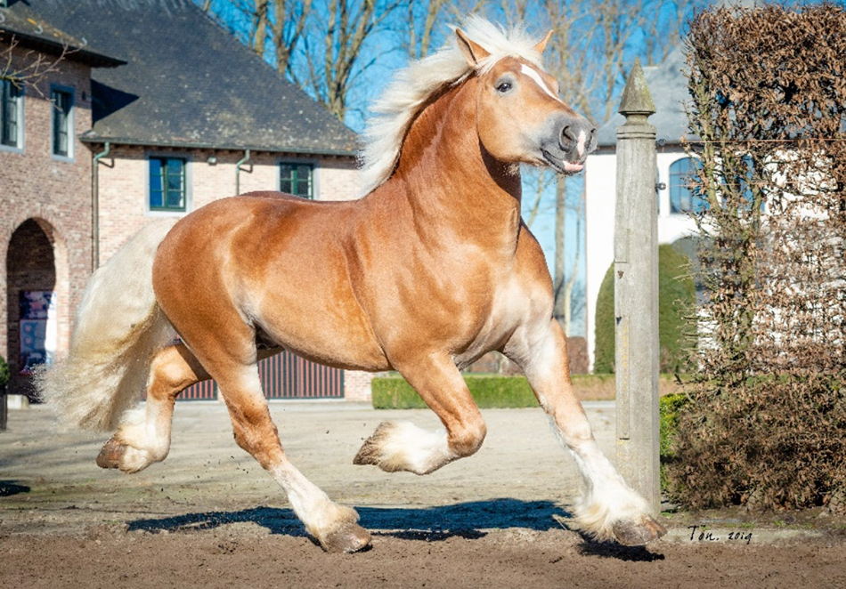 slider historiek